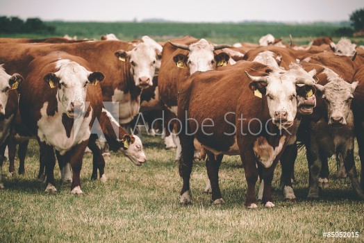 Bild på Cows on pasture